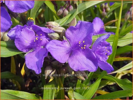 Tradescantia &#039;Purewell Giant&#039; | Eendagsbloem, Vaderplant, Matrozensla | Dreimasterblume