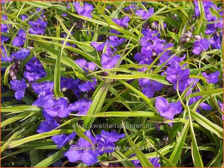 Tradescantia &#039;Purewell Giant&#039; | Eendagsbloem, Vaderplant, Matrozensla | Dreimasterblume