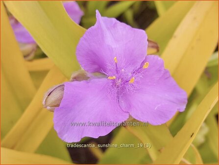 Tradescantia &amp;#x0027;Sunshine Charm&amp;#x0027; | Eendagsbloem, Vaderplant, Matrozensla | Dreimasterblume