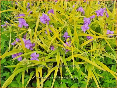 Tradescantia &amp;#x0027;Sunshine Charm&amp;#x0027; | Eendagsbloem, Vaderplant, Matrozensla | Dreimasterblume