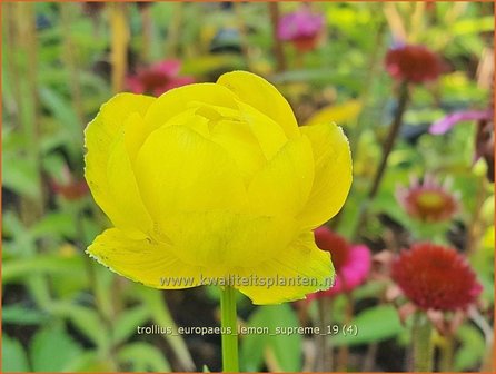 Trollius europaeus &#039;Lemon Supreme&#039; | Globebloem, Kogelbloem | Europ&auml;ische Trollblume