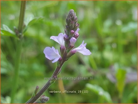 Verbena officinalis | IJzerhard | Echtes Eisenkraut