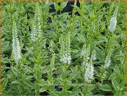 Veronica longifolia &amp;#x0027;Charlotte&amp;#x0027; | Lange ereprijs, Ereprijs | Langbl&amp;#x00e4;ttriger Ehrenpreis