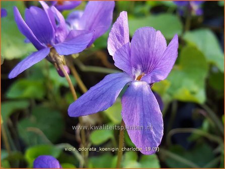 Viola odorata &#039;K&ouml;nigin Charlotte&#039; | Maarts viooltje, Welriekend viooltje, Viooltje | Duftveilchen