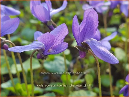 Viola odorata &#039;K&ouml;nigin Charlotte&#039; | Maarts viooltje, Welriekend viooltje, Viooltje | Duftveilchen