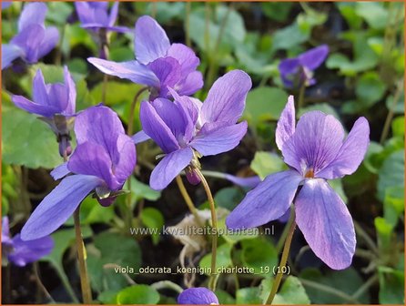 Viola odorata &#039;K&ouml;nigin Charlotte&#039; | Maarts viooltje, Welriekend viooltje, Viooltje | Duftveilchen