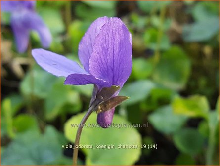 Viola odorata &#039;K&ouml;nigin Charlotte&#039; | Maarts viooltje, Welriekend viooltje, Viooltje | Duftveilchen