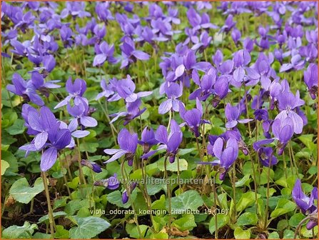 Viola odorata &#039;K&ouml;nigin Charlotte&#039; | Maarts viooltje, Welriekend viooltje, Viooltje | Duftveilchen