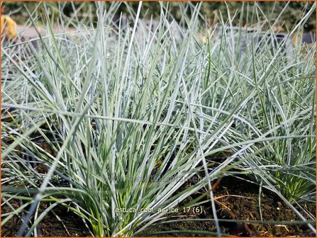 Festuca glauca &#039;Cool as Ice&#039; | Blauw schapengras, Zwenkgras, Schapengras | Blauschwingel