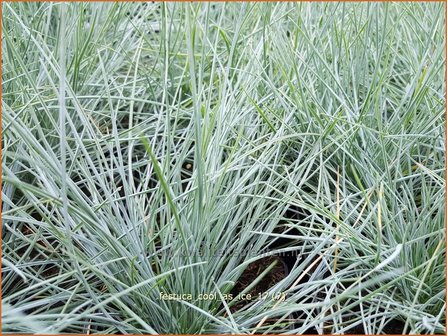 Festuca glauca &#039;Cool as Ice&#039; | Blauw schapengras, Zwenkgras, Schapengras | Blauschwingel