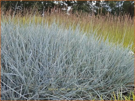 Festuca glauca &#039;Cool as Ice&#039; | Blauw schapengras, Zwenkgras, Schapengras | Blauschwingel