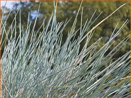 Festuca glauca &#039;Cool as Ice&#039; | Blauw schapengras, Zwenkgras, Schapengras | Blauschwingel