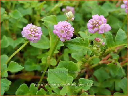 Persicaria runcinata &#039;Needham&#039;s Form&#039; | Duizendknoop | Kn&ouml;terich