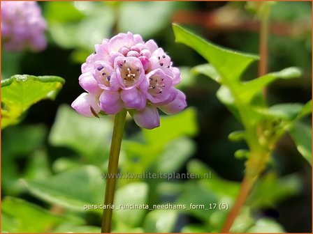 Persicaria runcinata &#039;Needham&#039;s Form&#039; | Duizendknoop | Kn&ouml;terich