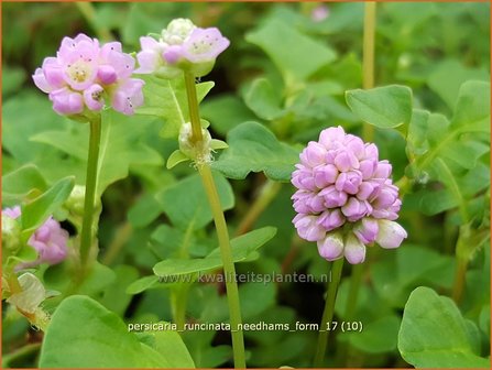 Persicaria runcinata &#039;Needham&#039;s Form&#039; | Duizendknoop | Kn&ouml;terich