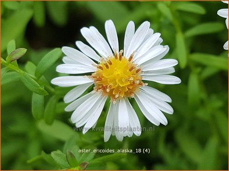 Aster ericoides &#039;Alaska&#039; | Heideaster, Sluieraster, Aster | Heide-Aster