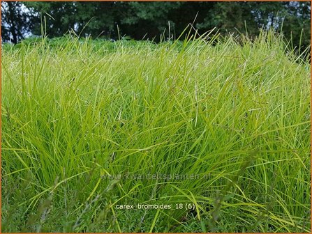 Carex bromoides | Zegge | Segge