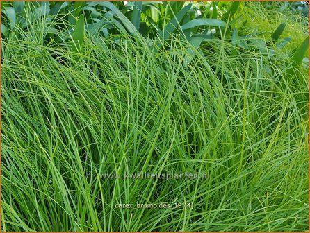 Carex bromoides | Zegge | Segge