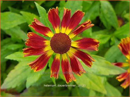 Helenium &#039;Dauerbrenner&#039; | Zonnekruid | Sonnenbraut