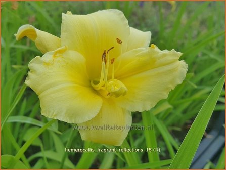 Hemerocallis &#039;Fragrant Reflection&#039; | Daglelie | Taglilie