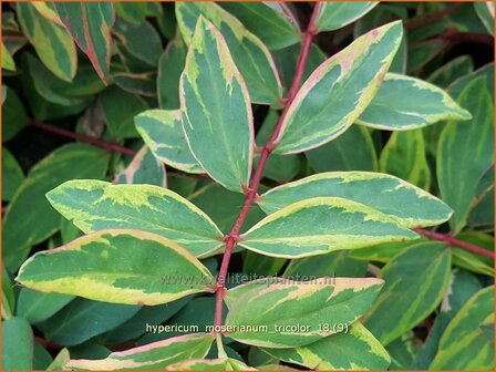 Hypericum moserianum &#039;Tricolor&#039; | Hertshooi | Hohes Johanniskraut