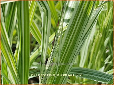 Molinia arundinacea &#039;JS Mostenveld&#039; | Pijpenstrootje | Hohes Pfeifengras