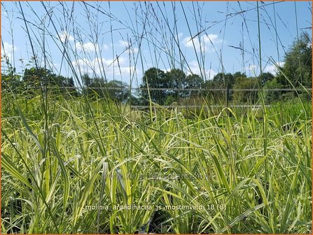 Molinia arundinacea &#039;JS Mostenveld&#039; | Pijpenstrootje | Hohes Pfeifengras