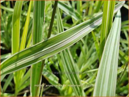 Molinia arundinacea &#039;JS Mostenveld&#039; | Pijpenstrootje | Hohes Pfeifengras