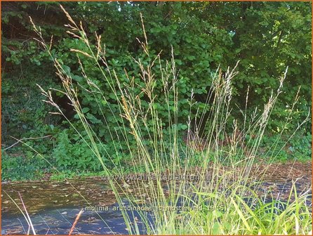 Molinia arundinacea &#039;JS Mostenveld&#039; | Pijpenstrootje | Hohes Pfeifengras