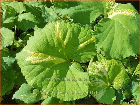 Petasites japonicus &#039;Nishiki-Buki&#039; | Japans hoefblad, Allemansverdriet, Pestwortel, Hoefblad | Japanische Pestwur