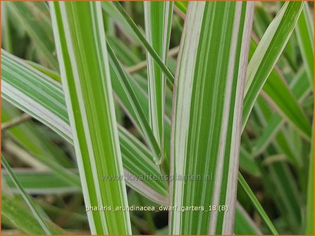 Phalaris arundinacea &#039;Dwarf Garters&#039; | Rietgras, Kanariegras | Rohrglanzgras