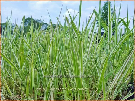 Phalaris arundinacea &#039;Dwarf Garters&#039; | Rietgras, Kanariegras | Rohrglanzgras