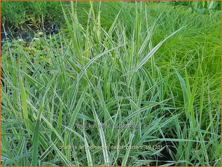 Phalaris arundinacea &#039;Dwarf Garters&#039; | Rietgras, Kanariegras | Rohrglanzgras