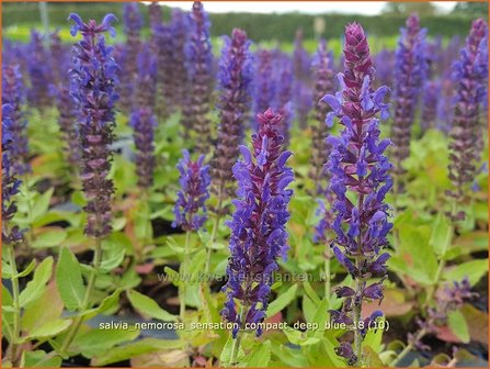 Salvia nemorosa &#039;Sensation Compact Deep Blue&#039; | Bossalie, Salie, Salvia | Steppensalbei