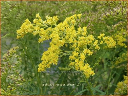 Solidago &#039;Loysder Crown&#039; | Guldenroede | Goldrute | Goldenrod