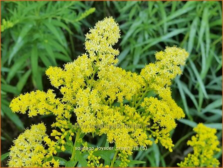 Solidago &#039;Loysder Crown&#039; | Guldenroede | Goldrute | Goldenrod