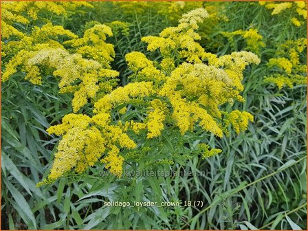 Solidago &#039;Loysder Crown&#039; | Guldenroede | Goldrute | Goldenrod