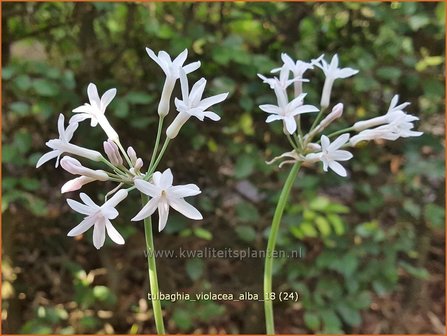 Tulbaghia violacea &#039;Alba&#039; | Wilde knoffel, Kaapse knoflook | Zimmerknoblauch