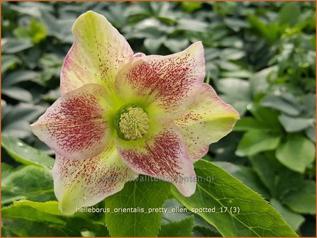 Helleborus orientalis &#039;Pretty Ellen Spotted&#039; | Kerstroos, Lenteroos, Vastenroos, Nieskruid | Lenzrose