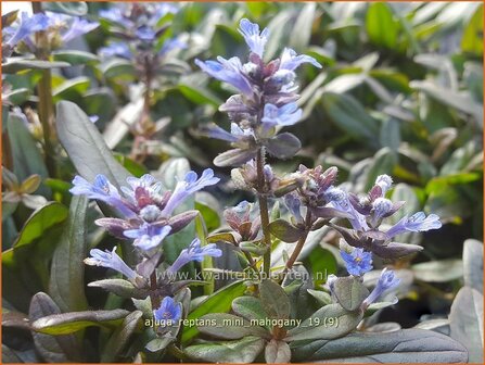 Ajuga reptans 'Mini Mahogany' | Zenegroen | Kriechender G&uuml;nsel