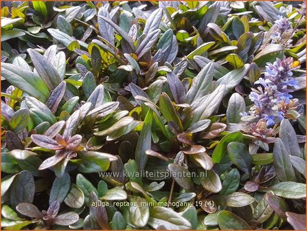 Ajuga reptans 'Mini Mahogany' | Zenegroen | Kriechender G&uuml;nsel