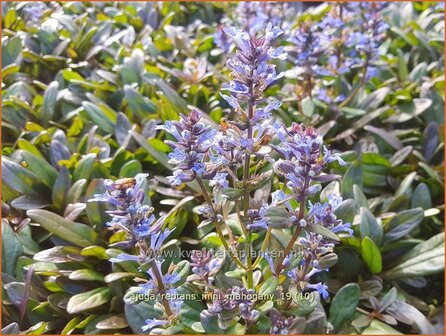 Ajuga reptans 'Mini Mahogany' | Zenegroen | Kriechender G&uuml;nsel