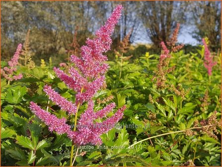 Astilbe &#039;Anita Pfeifer&#039; | Pluimspirea, Spirea | Prachtspiere