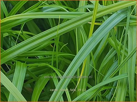 Carex &#039;Ribbon Falls&#039; | Zegge | Segge