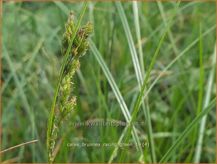 Carex brunnea 'Racing Green' | Zegge | Bräunliche Segge