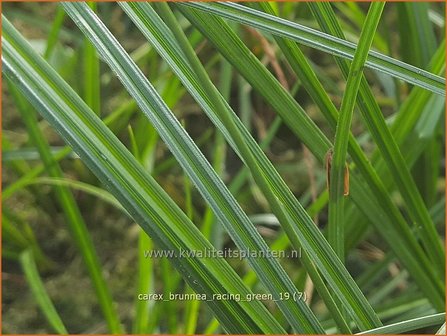 Carex brunnea 'Racing Green' | Zegge | Bräunliche Segge