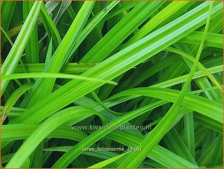 Carex foliosissima | Zegge | Blattreiche Segge