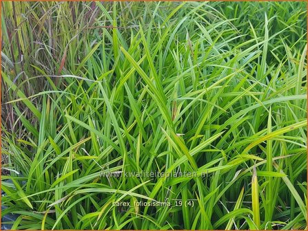 Carex foliosissima | Zegge | Blattreiche Segge