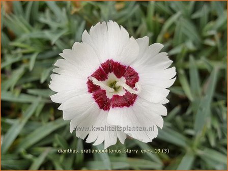 Dianthus gratianopolitanus &#039;Starry Eyes&#039; | Rotsanjer, Anjer | Pfingstnelke