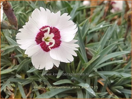 Dianthus gratianopolitanus &#039;Starry Eyes&#039; | Rotsanjer, Anjer | Pfingstnelke